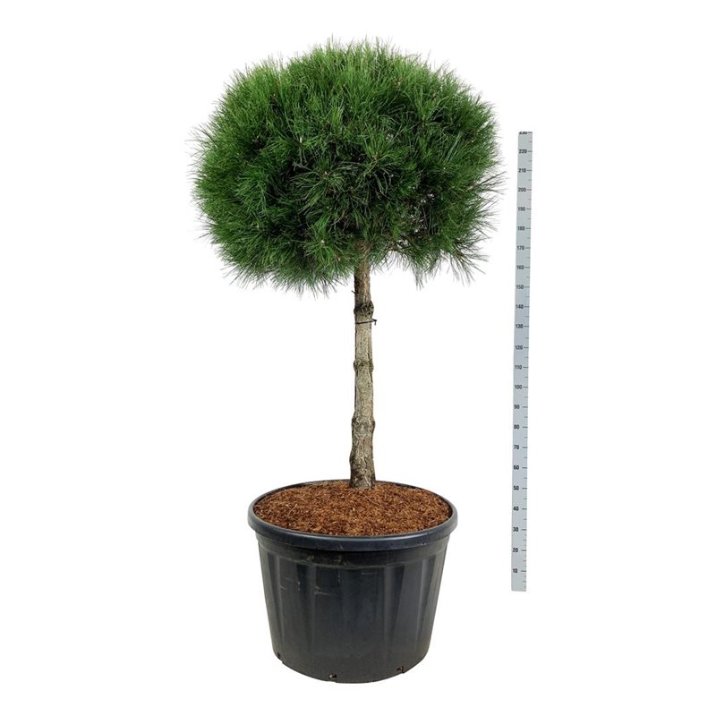 Сосна черная