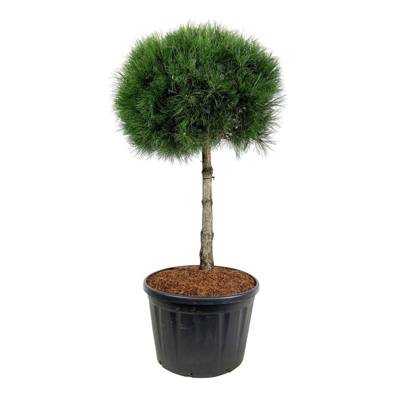 Сосна черная