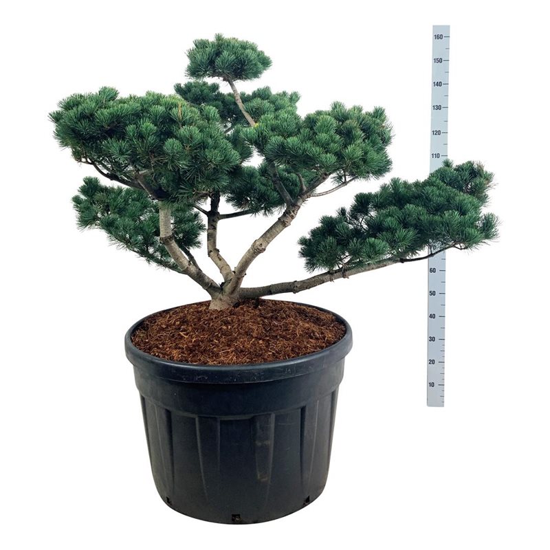 Сосна мелкоцветковая Негиши