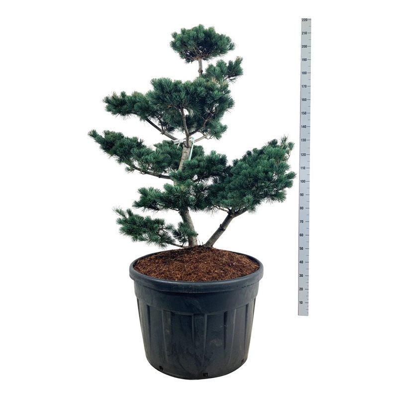 Сосна мелкоцветковая Негиши