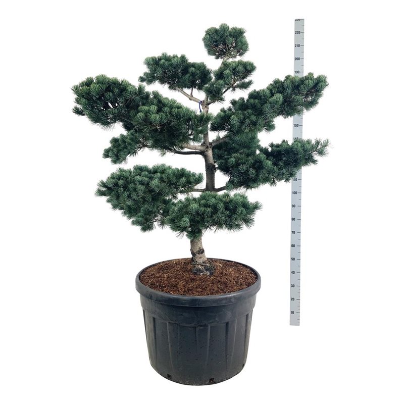 Сосна мелкоцветковая Негиши