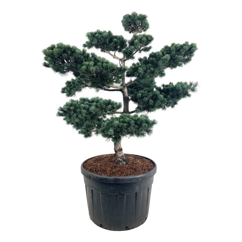 Сосна мелкоцветковая Негиши