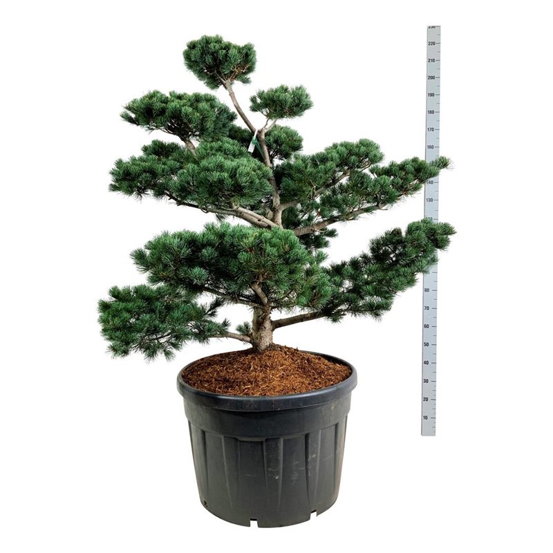 Сосна мелкоцветковая Темпельхоф