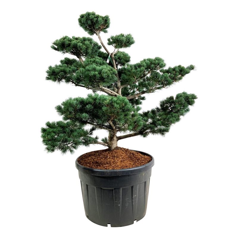 Сосна мелкоцветковая Темпельхоф