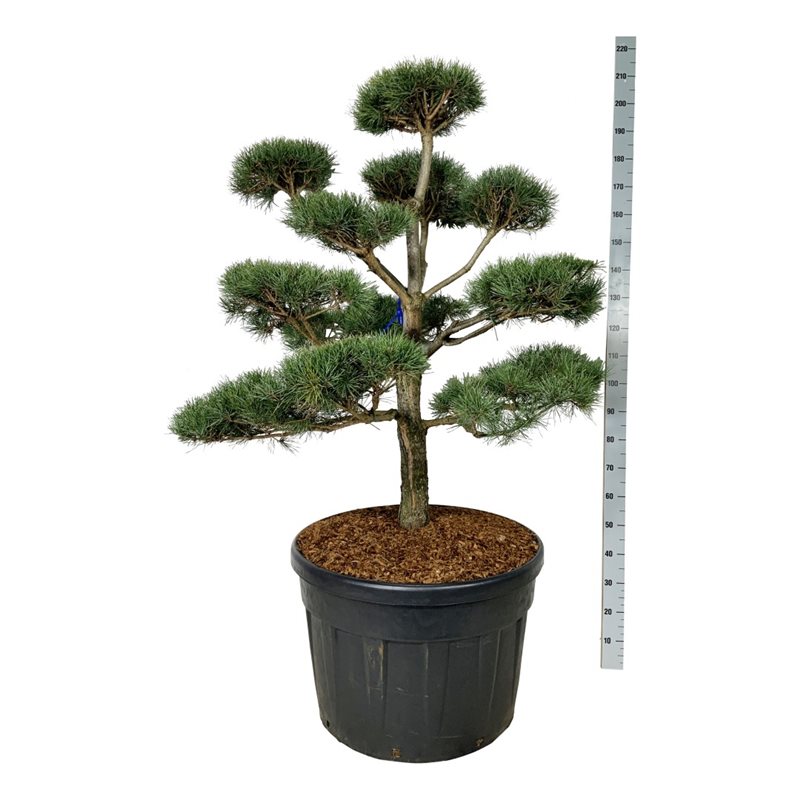 Сосна обыкновенная