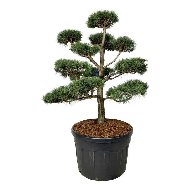 Сосна обыкновенная