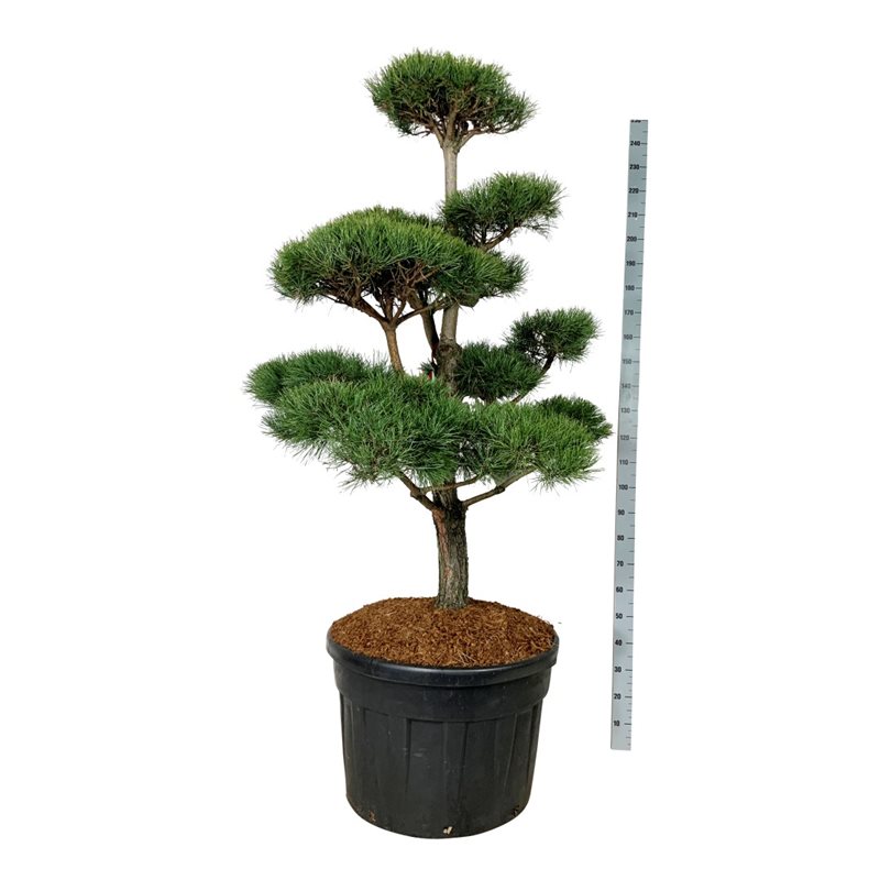 Сосна обыкновенная