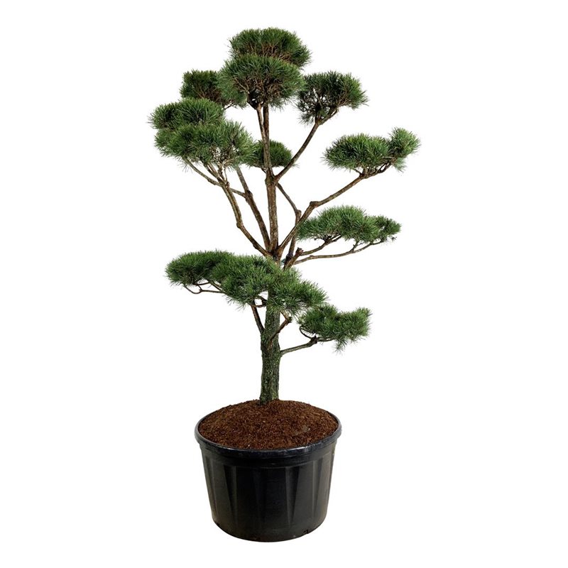 Сосна обыкновенная