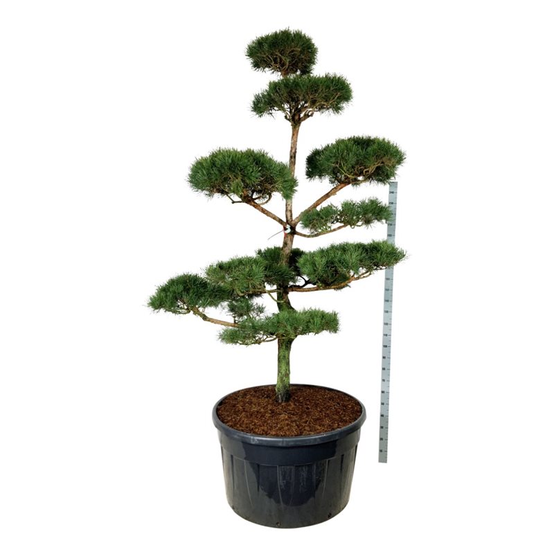 Сосна обыкновенная