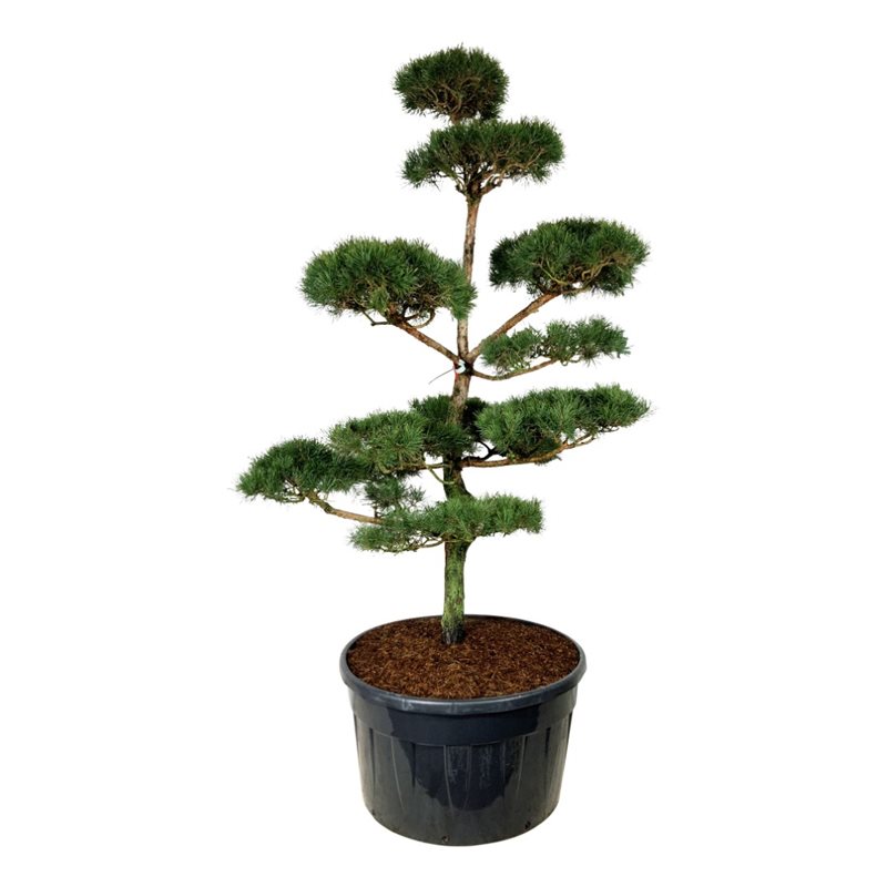 Сосна обыкновенная