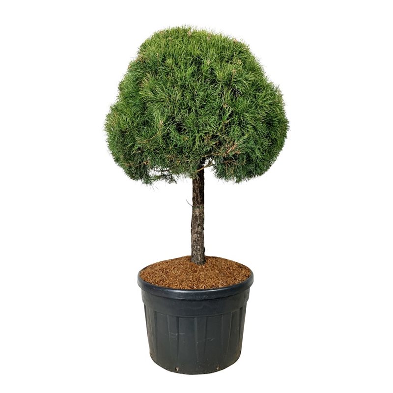 Сосна обыкновенная