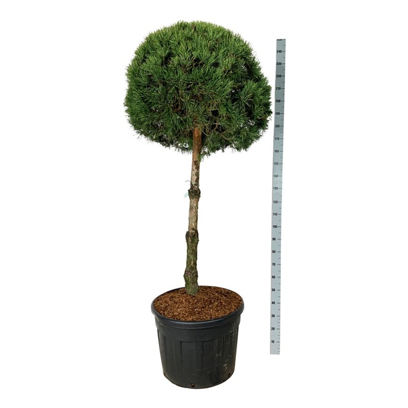 Сосна обыкновенная