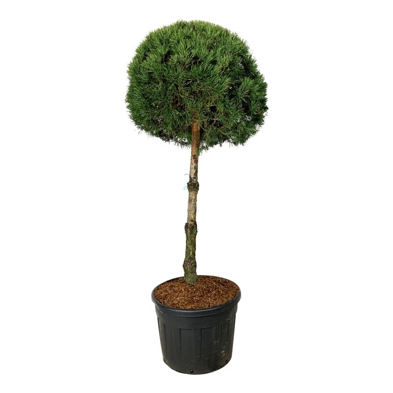 Сосна обыкновенная