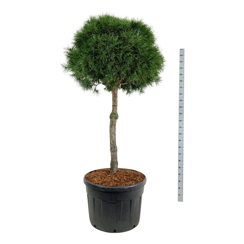 Сосна обыкновенная