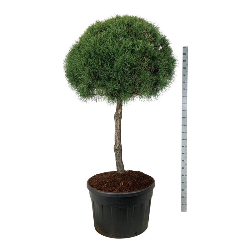 Сосна обыкновенная