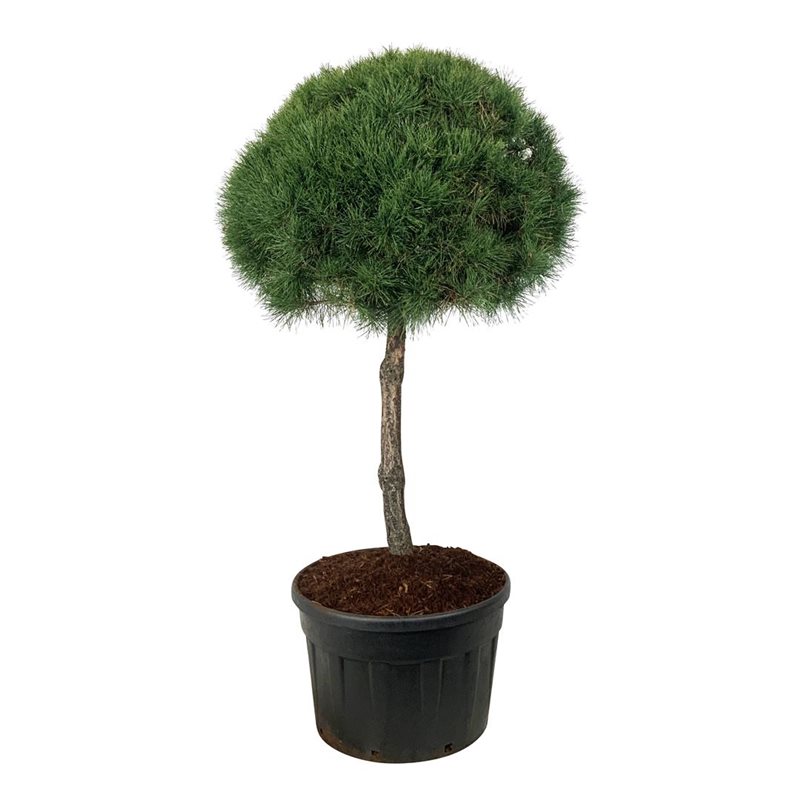 Сосна обыкновенная