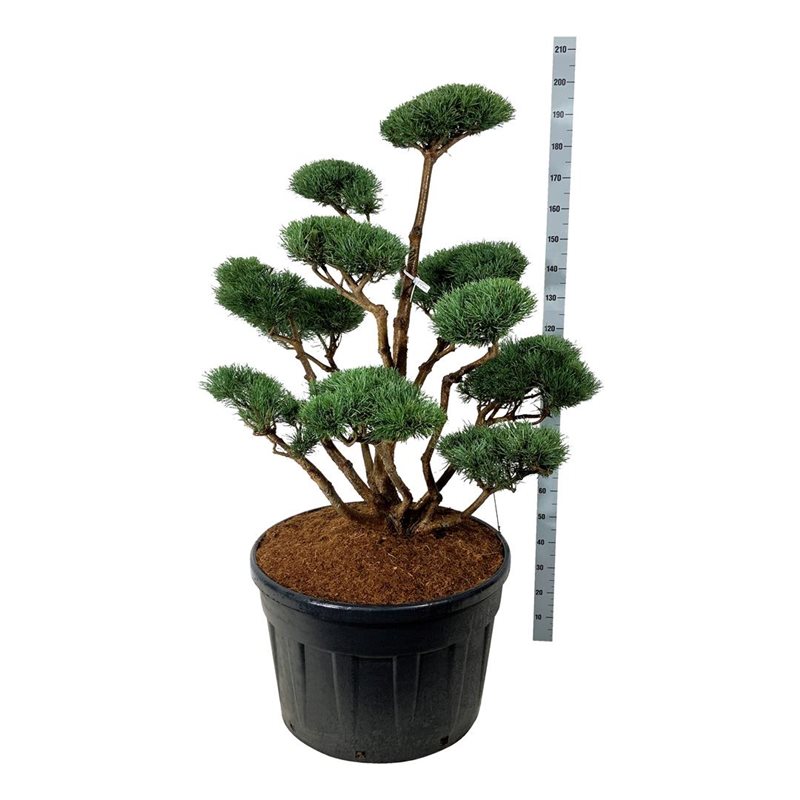 Сосна обыкновенная Ватеррери