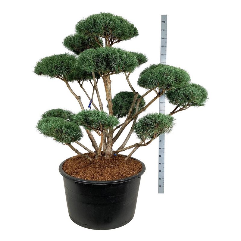 Сосна обыкновенная Ватеррери