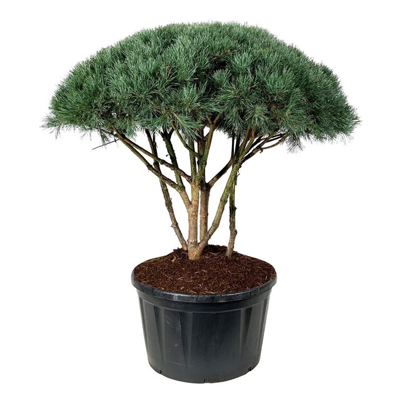 Сосна обыкновенная Ватеррери