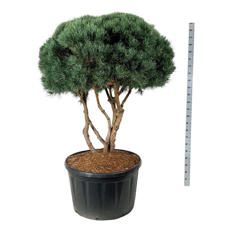 Сосна обыкновенная Ватеррери