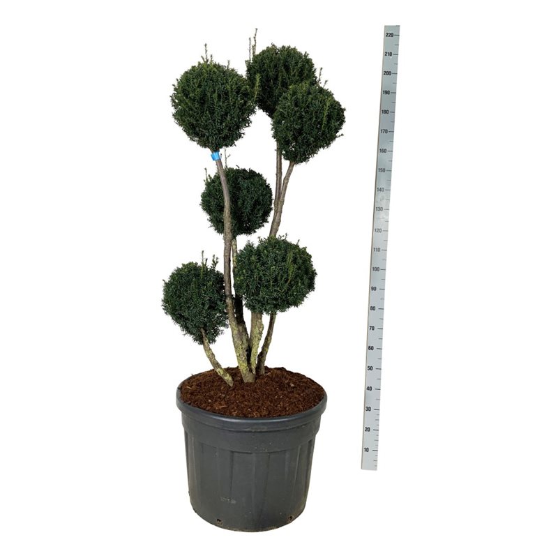 Тис средний Брауни