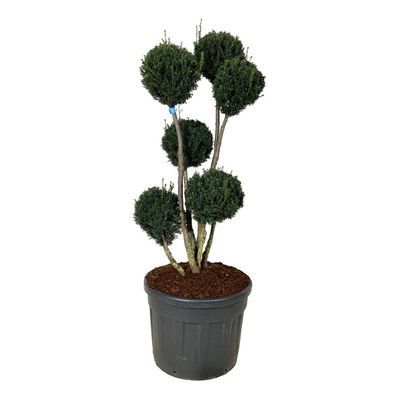 Тис средний Брауни