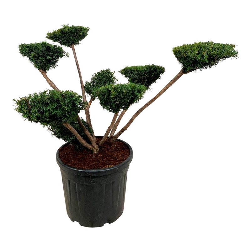 Тис средний Фармен