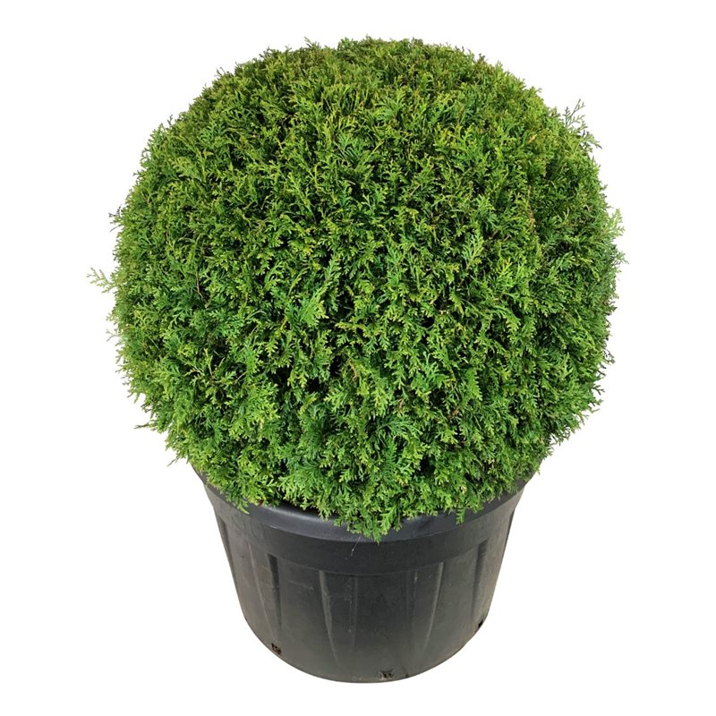 Туя западная Брабант