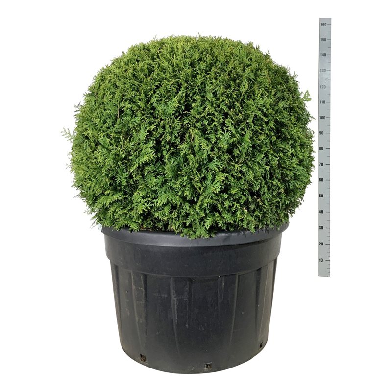 Туя западная Брабант