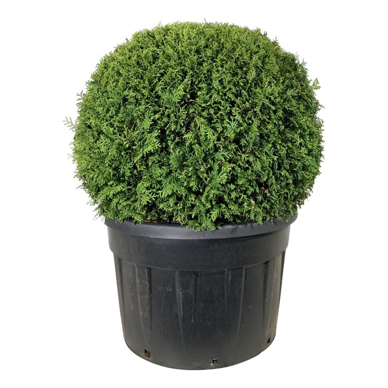 Туя западная Брабант