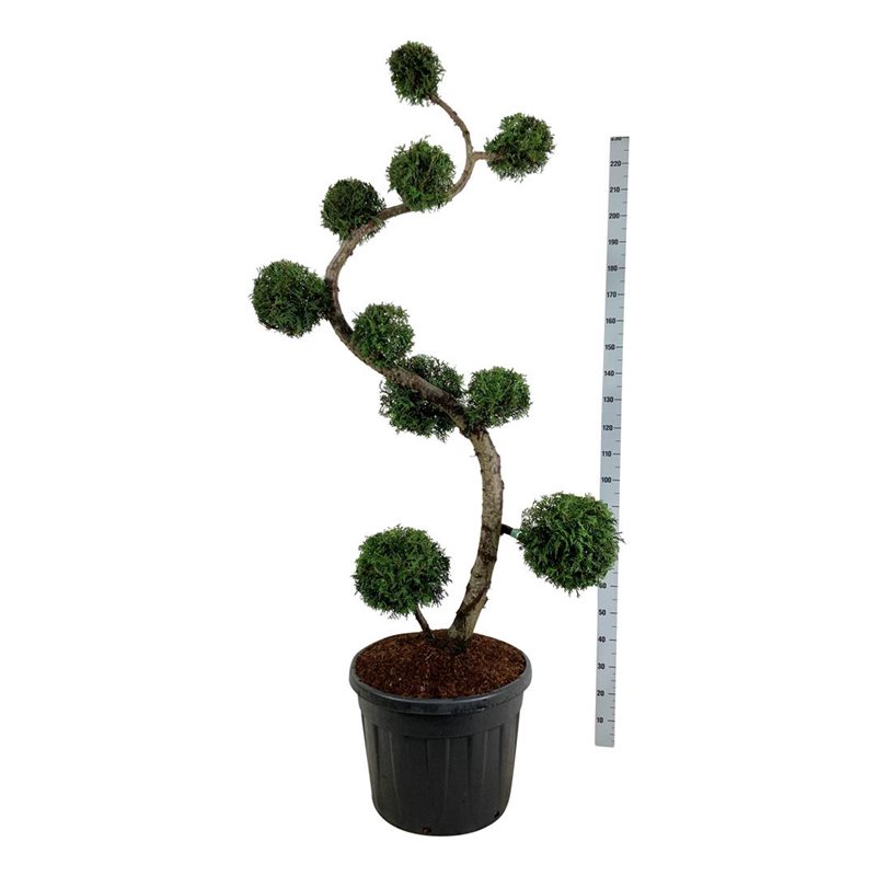 Туя западная Брабант