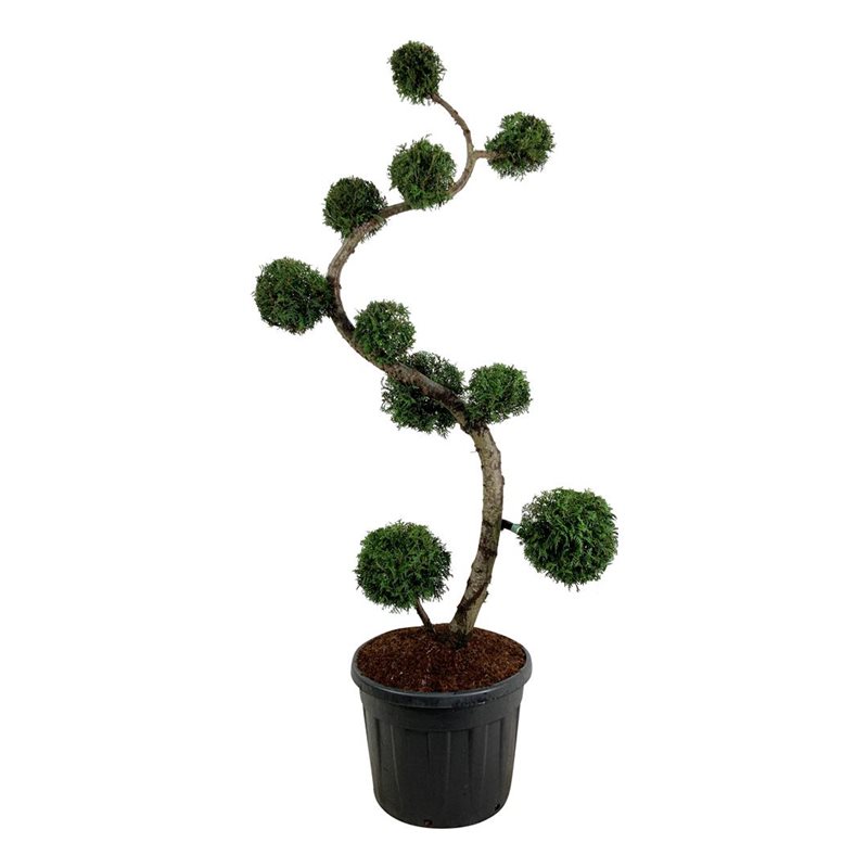 Туя западная Брабант