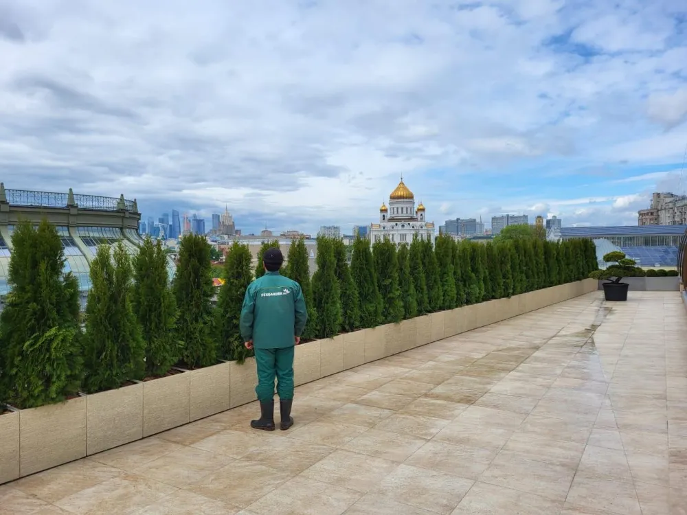 Туя западная Смарагд Витбонт