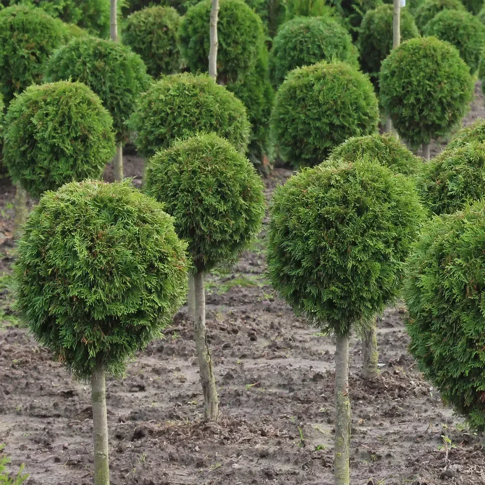 Туя западная Смарагд