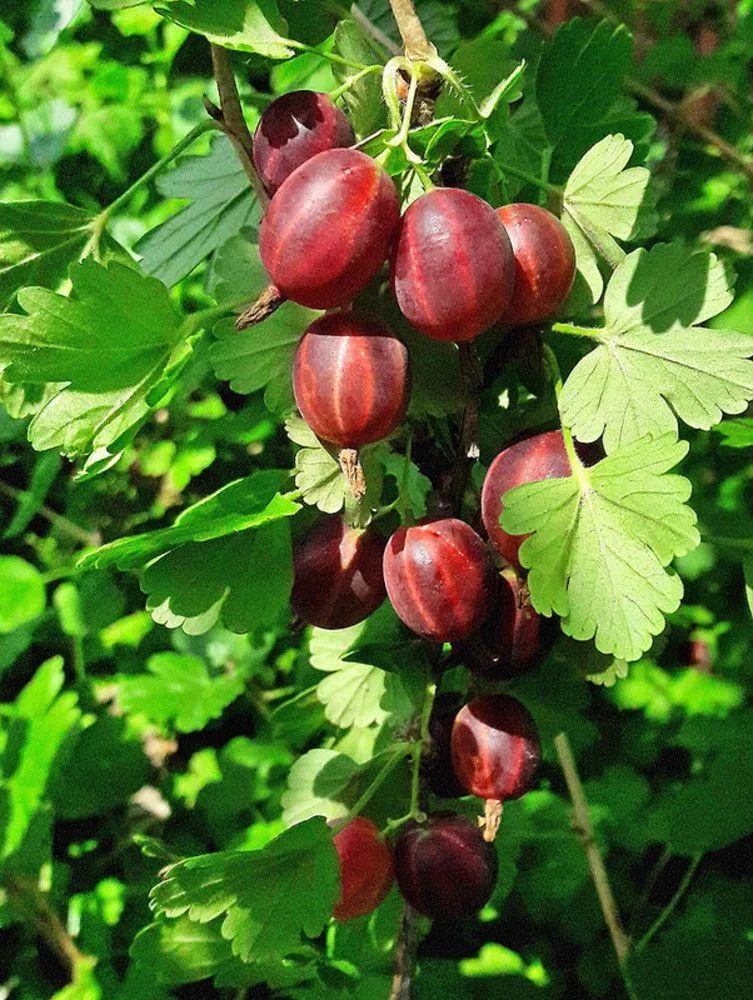Крыжовник Северный Капитан
