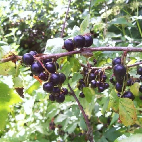 Смородина черная Лентяй