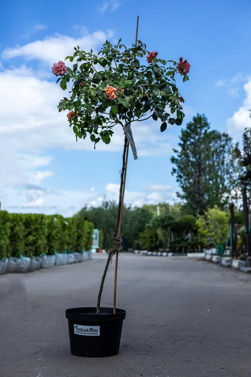 Роза флорибунда Априкола