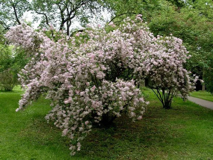 Сирень мелколистная Суперба
