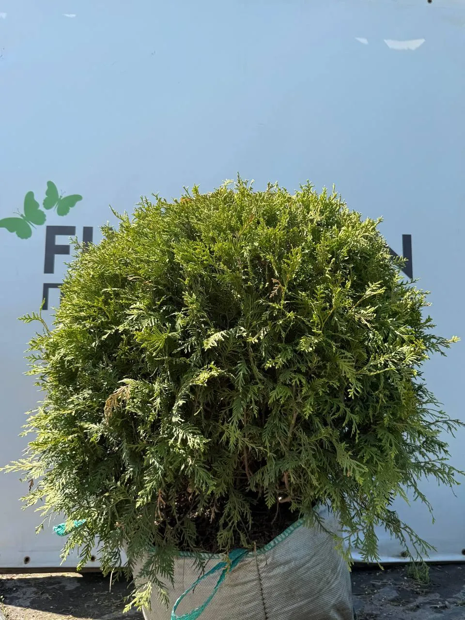 Туя западная Брабант