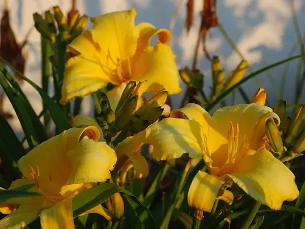 Лилейник Чикаго Санрайз