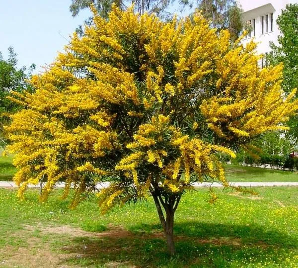 Карагана (Акация желтая)