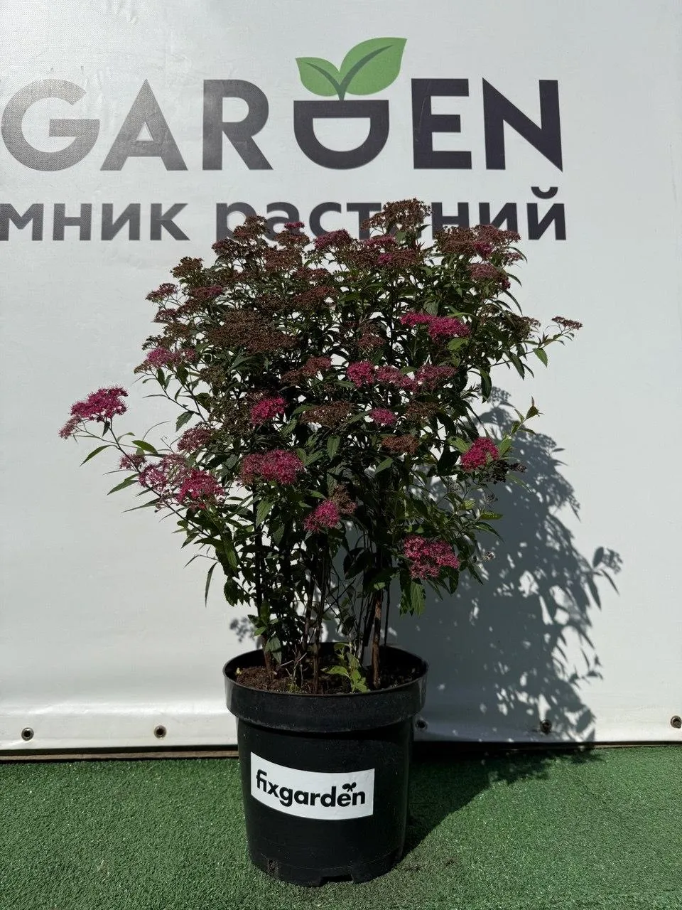 Спирея япон. Антони Ватерер