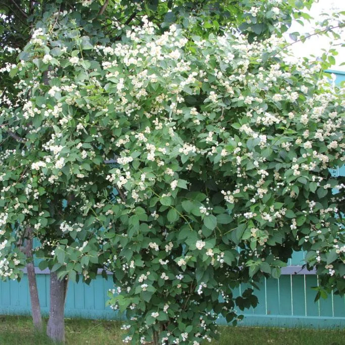 Чубушник Земляничный Воздушный десант
