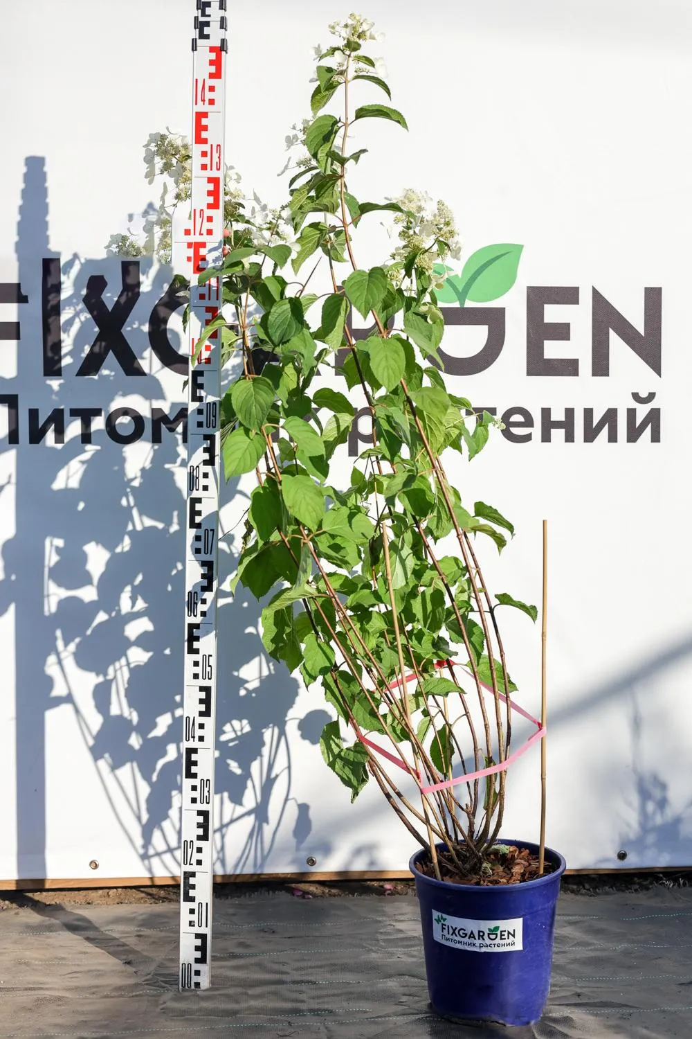 Гортензия метельчатая Пинк Леди