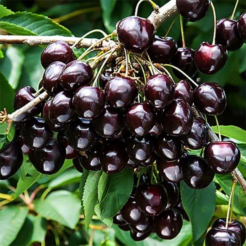 Вишня Черная Крупная