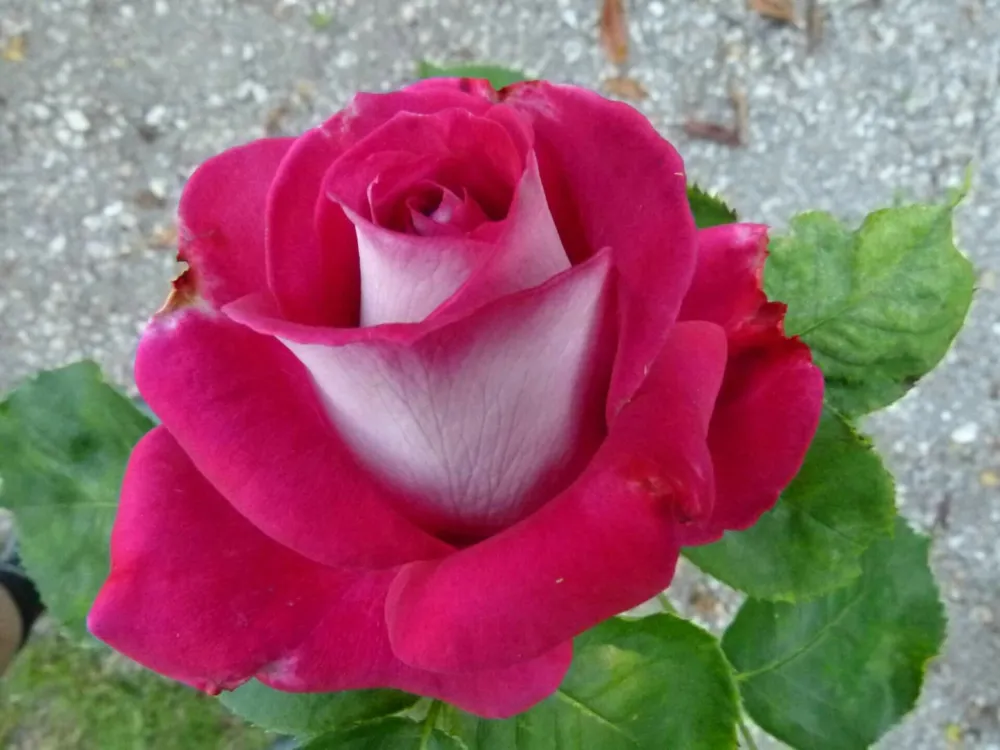 Роза чайно-гибридная Моника Беллучи