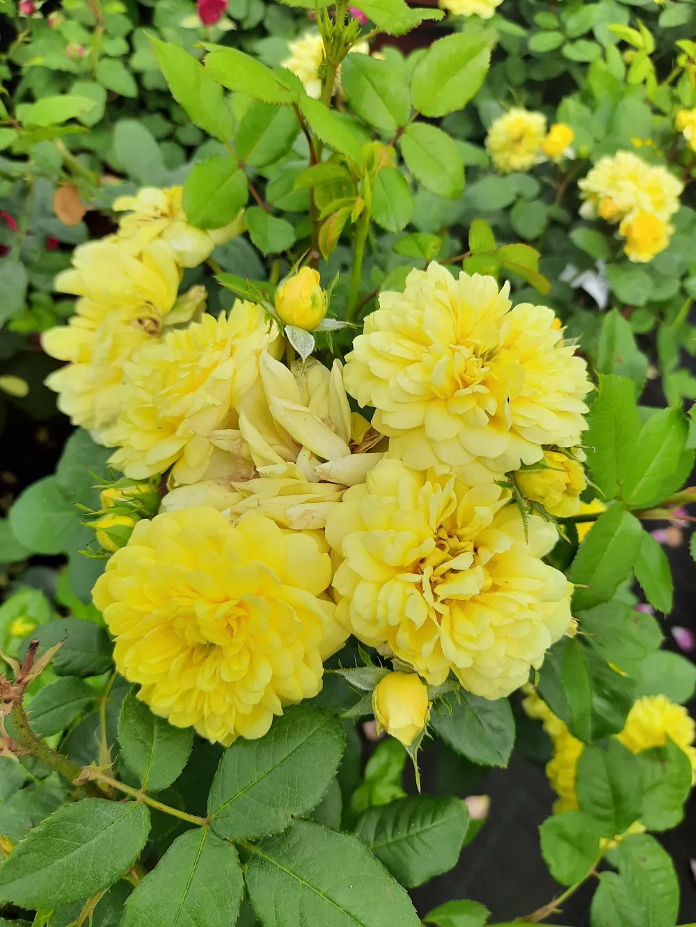 Роза шраб Морден Сентенниал