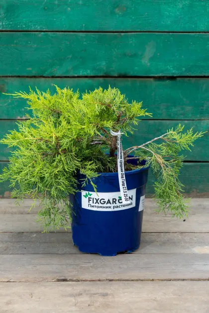 Можжевельник средний Олд Голд