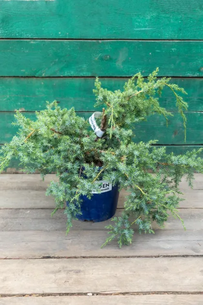 Можжевельник чешуйчатый Блю Альпс