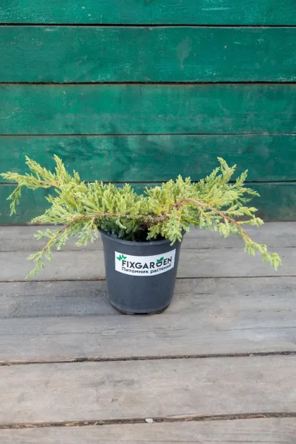 Можжевельник чешуйчатый Блю Карпет